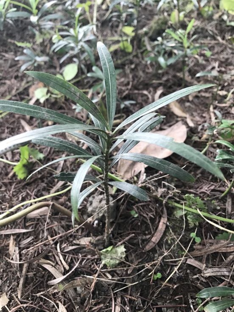 罗汉松苗10~20cm