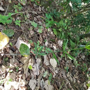 黄精苦统个