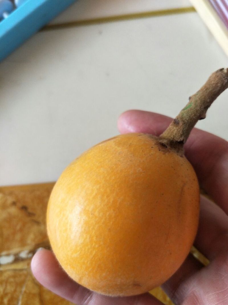 宜宾屏山正宗大五星枇杷，核小皮薄，肉质细腻