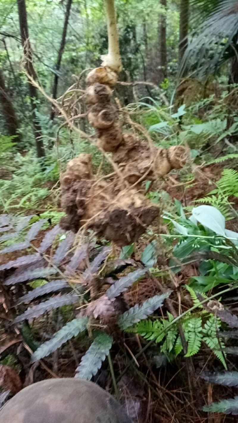 黄精野生的