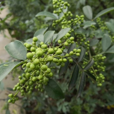 花椒苗0.5~1年