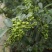 花椒苗0.5~1年