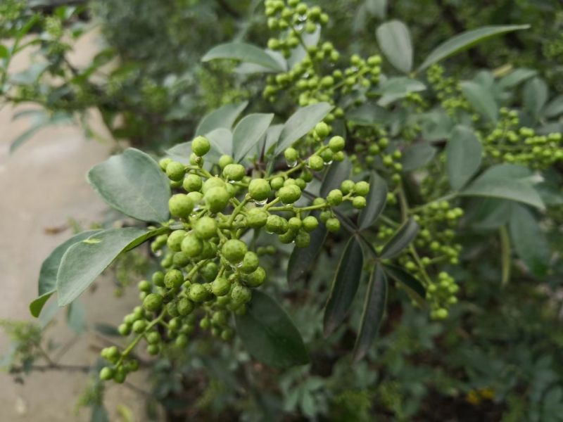 花椒苗0.5~1年
