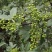 花椒苗0.5~1年
