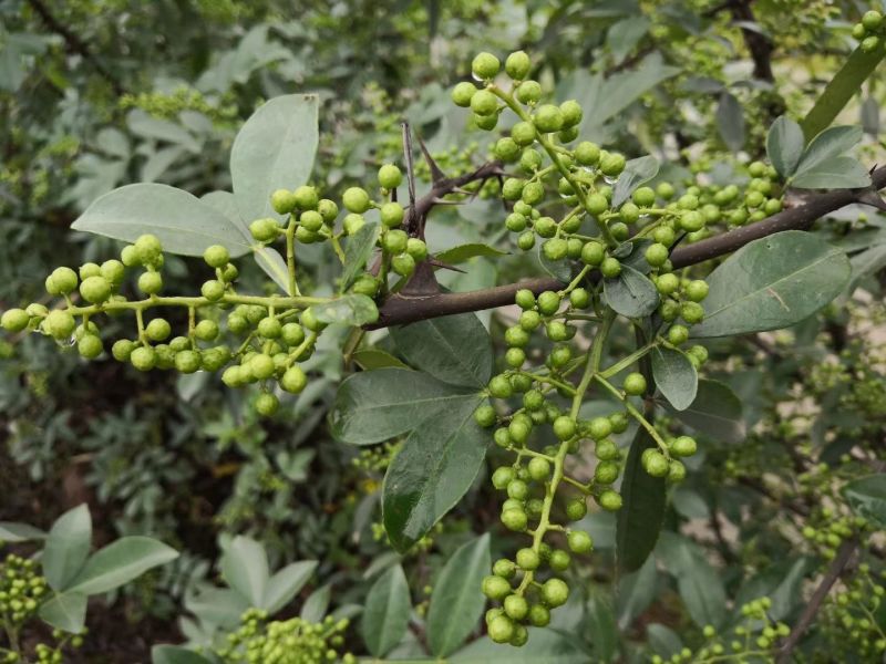 花椒苗0.5~1年