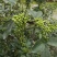 花椒苗0.5~1年