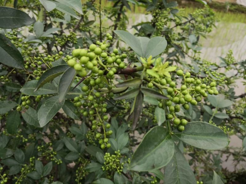 花椒苗0.5~1年