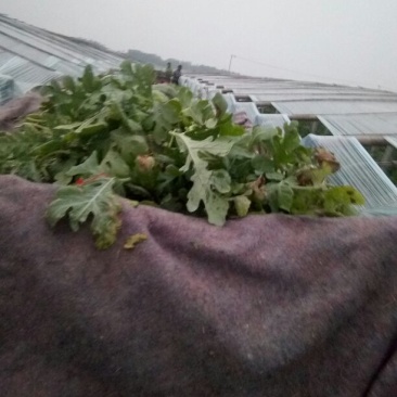 京欣西瓜5斤打底8成熟1茬