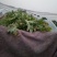 京欣西瓜5斤打底8成熟1茬