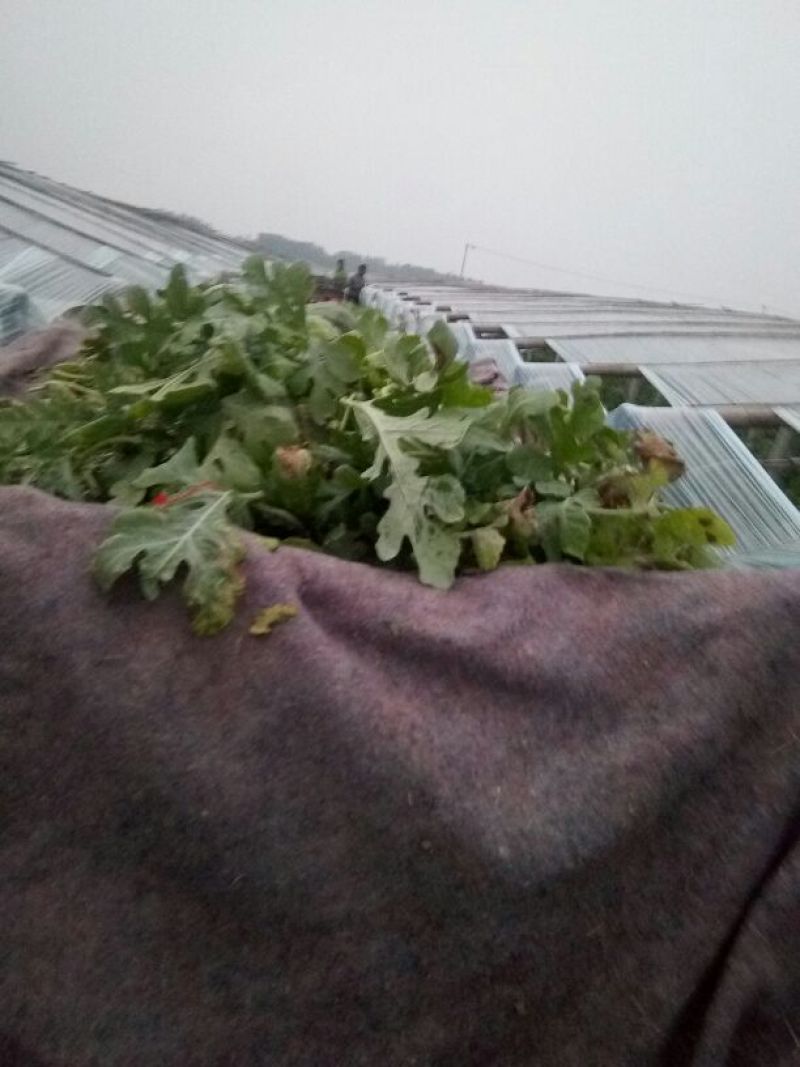 京欣西瓜5斤打底8成熟1茬