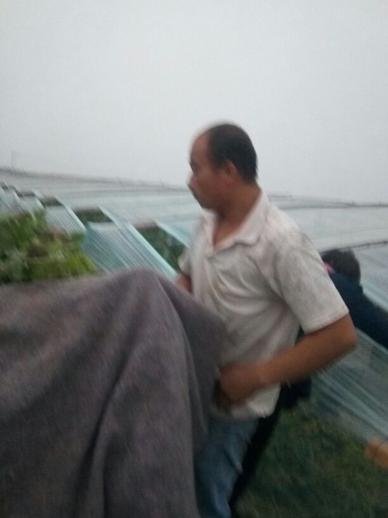京欣西瓜5斤打底8成熟1茬