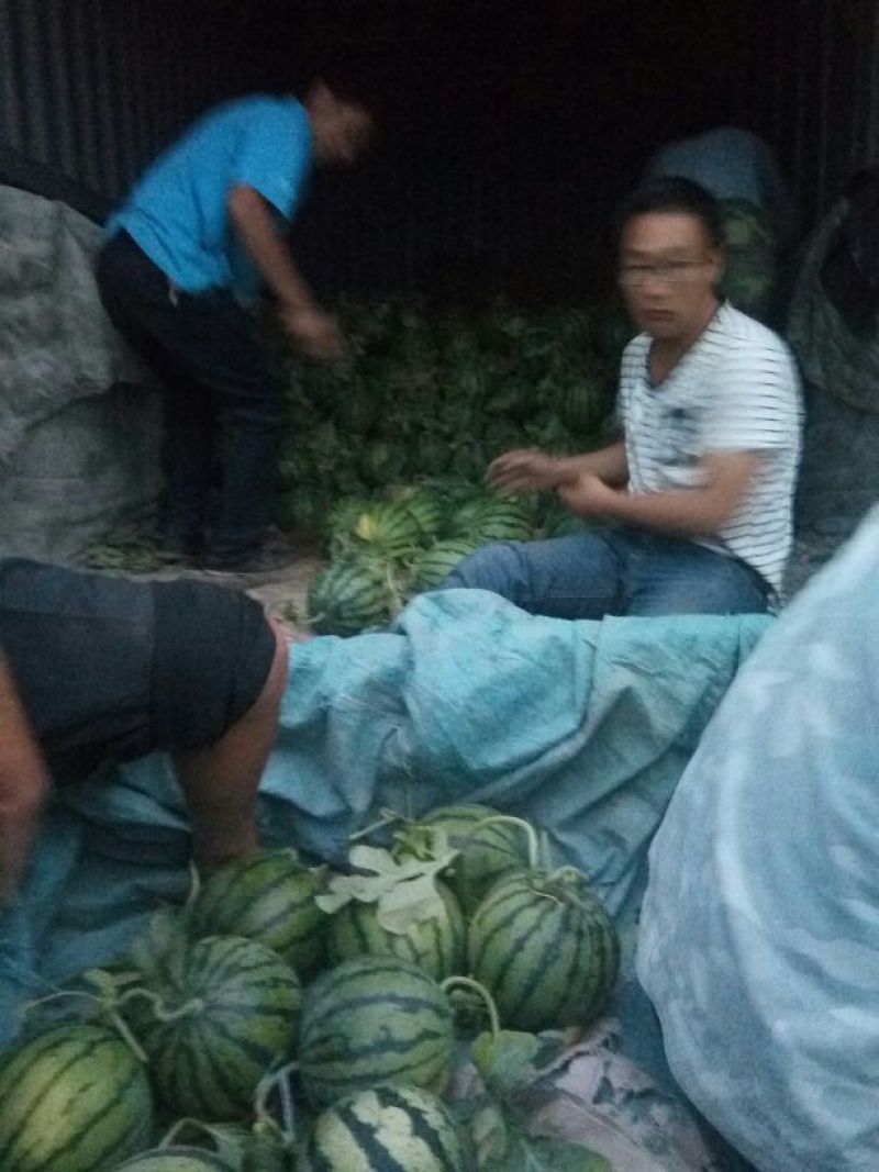 京欣西瓜5斤打底8成熟1茬
