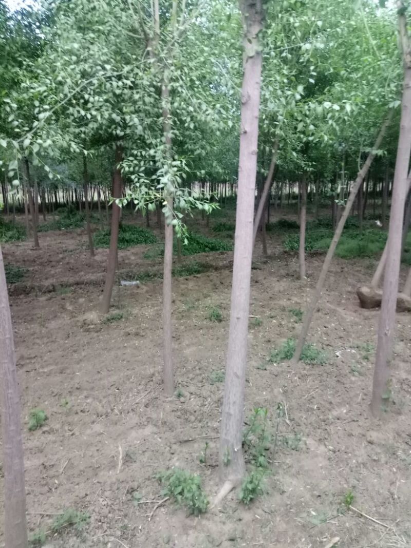丝绵木