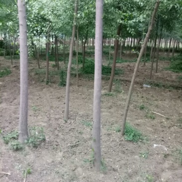 丝绵木