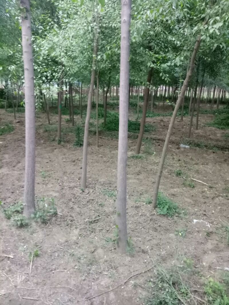 丝绵木