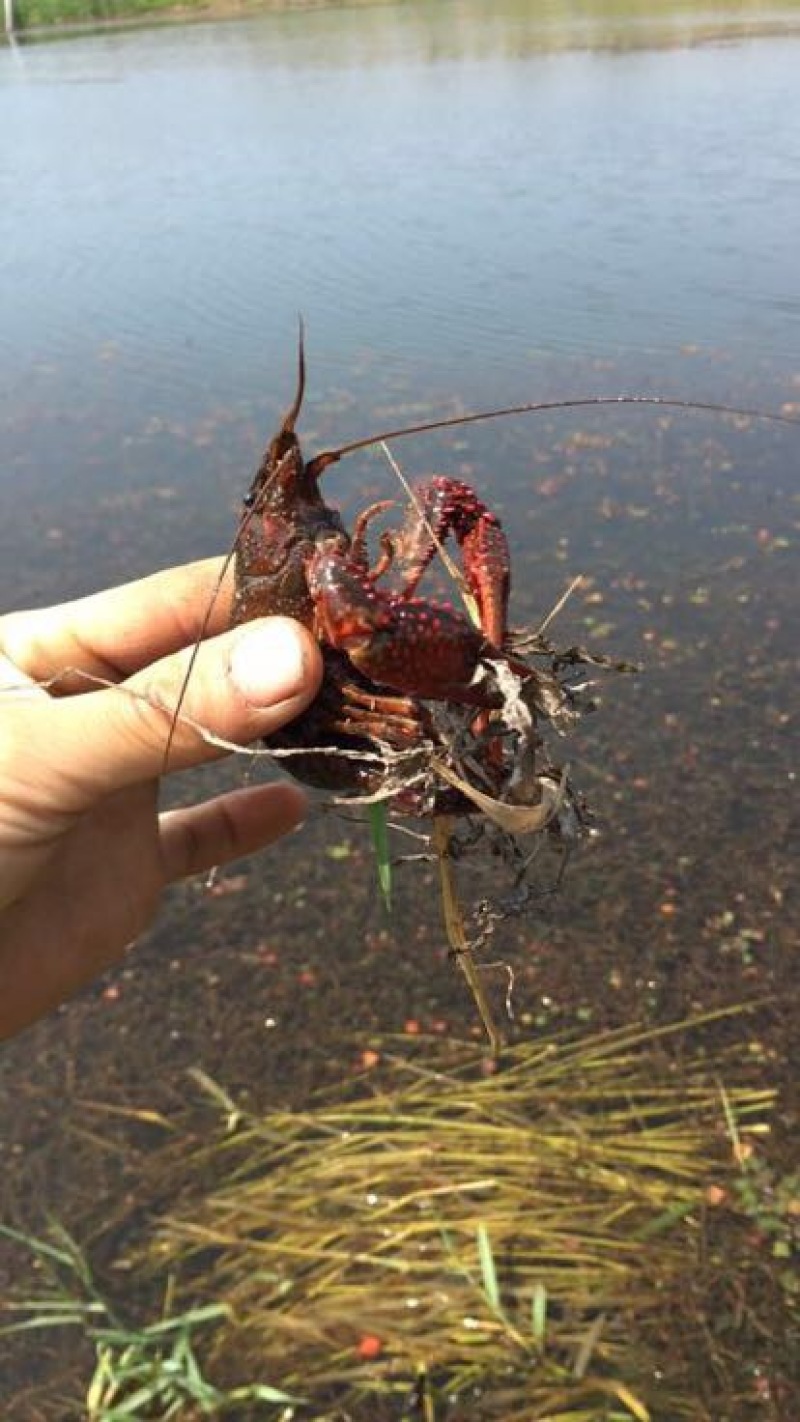 小龙虾小龙虾主养6-8钱（30-40克）活虾