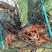 小龙虾小龙虾主养6-8钱（30-40克）活虾