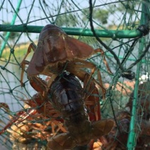 小龙虾小龙虾主养6-8钱（30-40克）活虾
