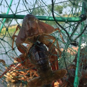 小龙虾小龙虾主养6-8钱（30-40克）活虾