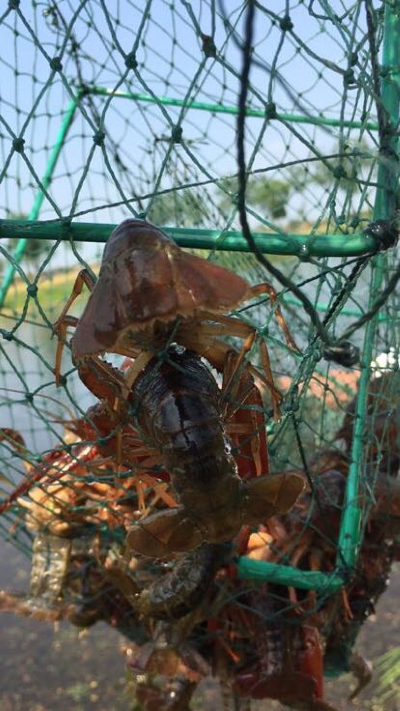 小龙虾小龙虾主养6-8钱（30-40克）活虾
