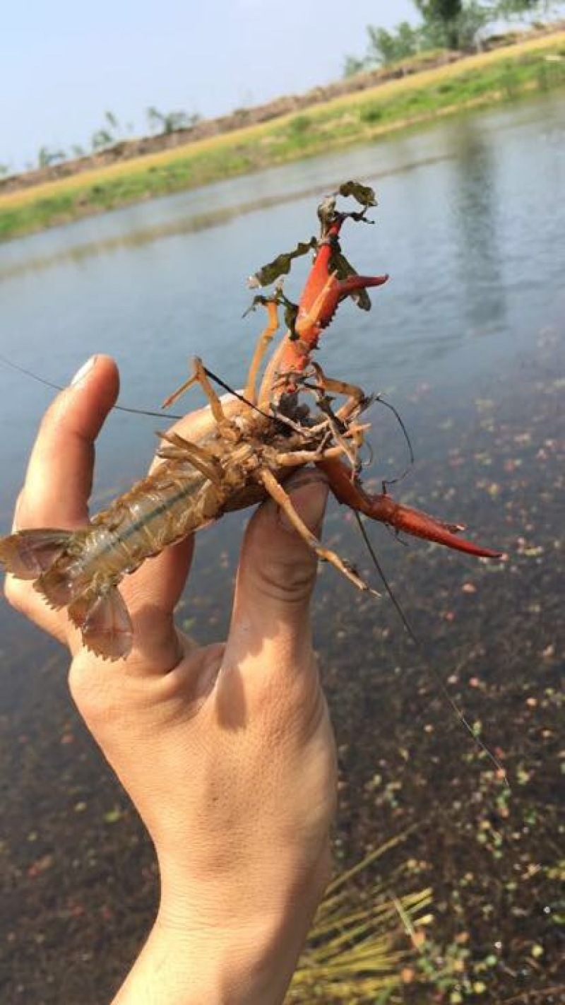 小龙虾小龙虾主养6-8钱（30-40克）活虾
