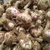 紫皮蒜4.5，6点鲜蒜大量上市中。产地销售欢迎洽谈。