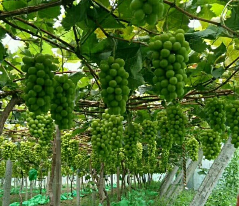 冷库储存阳光玫瑰葡萄，新鲜如初，欢迎各地客商联系采购。
