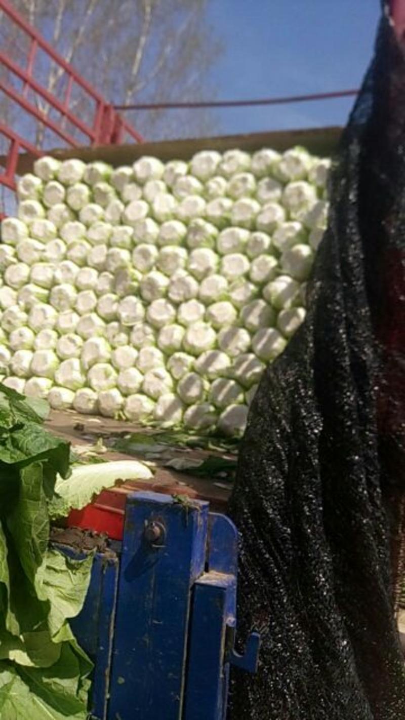 菊锦春白菜4~6斤毛菜净菜的品质。