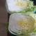 菊锦春白菜4~6斤毛菜净菜的品质。