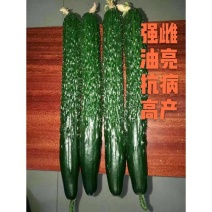 乾德777强雌油亮黄瓜1000粒/袋抗白粉蹿头快