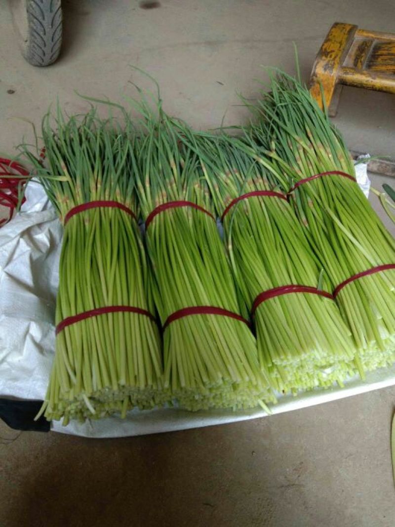 大名县大蒜蒜薹正在供应中上货量大可供市场电商平台