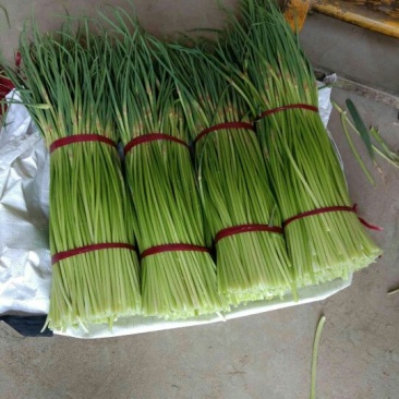 大名县大蒜蒜薹正在供应中上货量大可供市场电商平台
