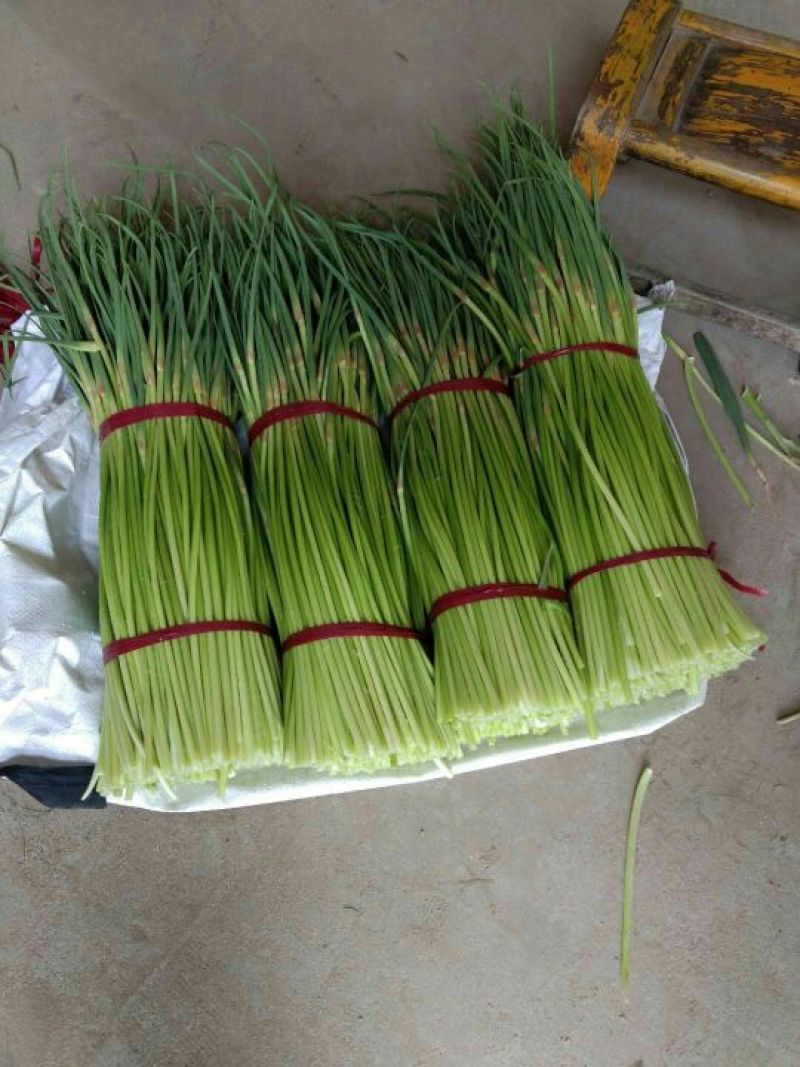 大名县大蒜蒜薹正在供应中上货量大可供市场电商平台