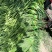 大名县大蒜蒜薹正在供应中上货量大可供市场电商平台