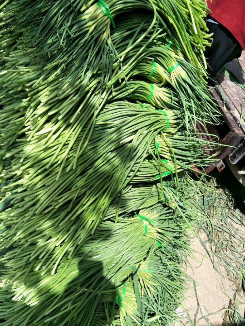 大名县大蒜蒜薹正在供应中上货量大可供市场电商平台