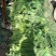 大名县大蒜蒜薹正在供应中上货量大可供市场电商平台