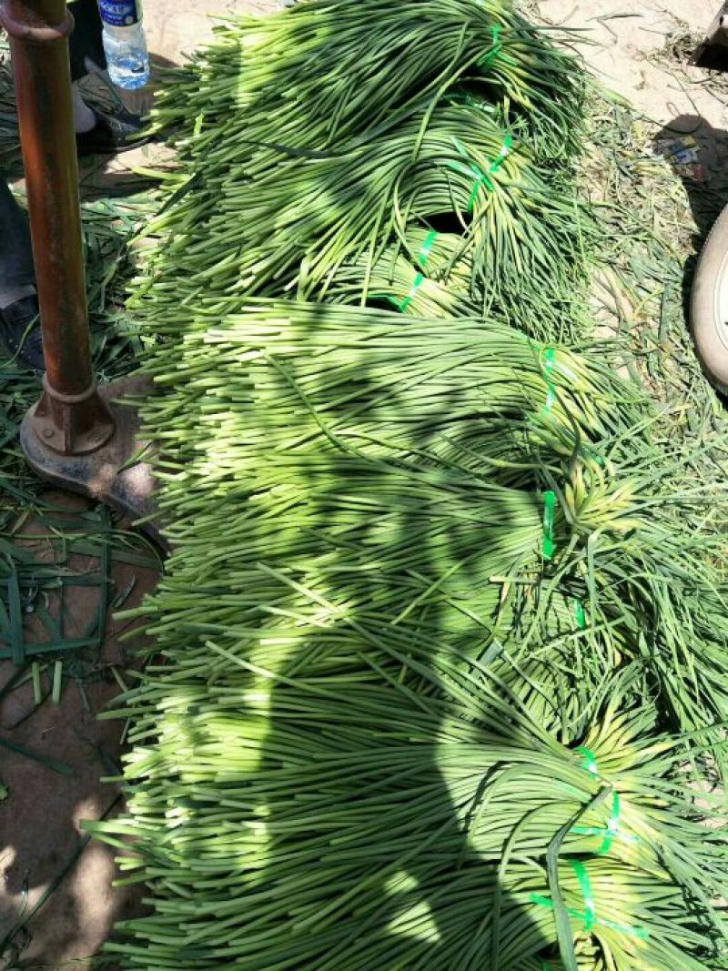 大名县大蒜蒜薹正在供应中上货量大可供市场电商平台