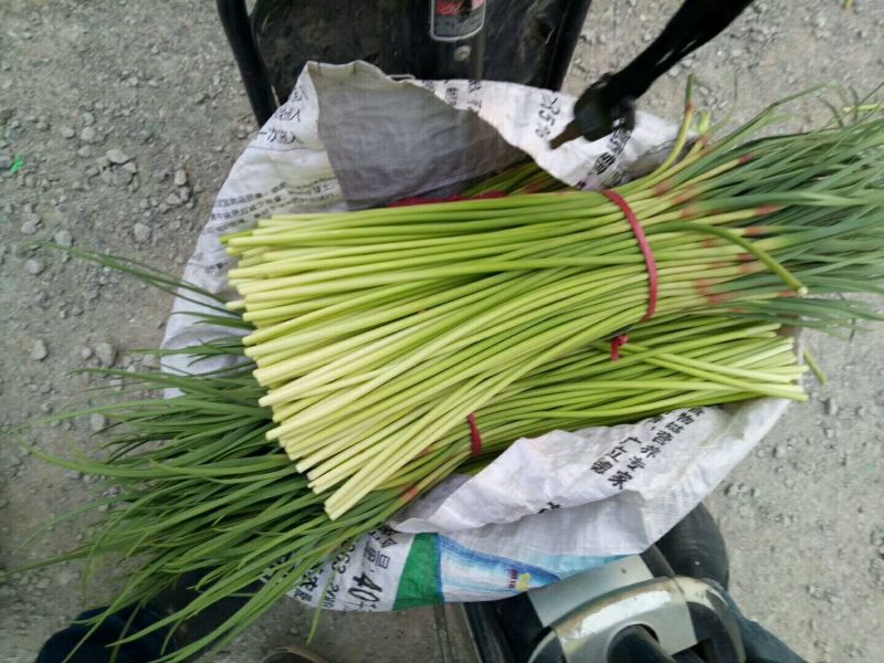 大名县大蒜蒜薹正在供应中上货量大可供市场电商平台