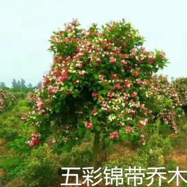 五彩锦带苗，锦带小苗基地专卖培育，