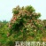五彩锦带苗，锦带小苗基地专卖培育，