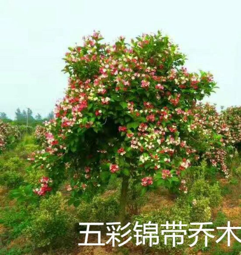 五彩锦带苗，锦带小苗基地专卖培育，