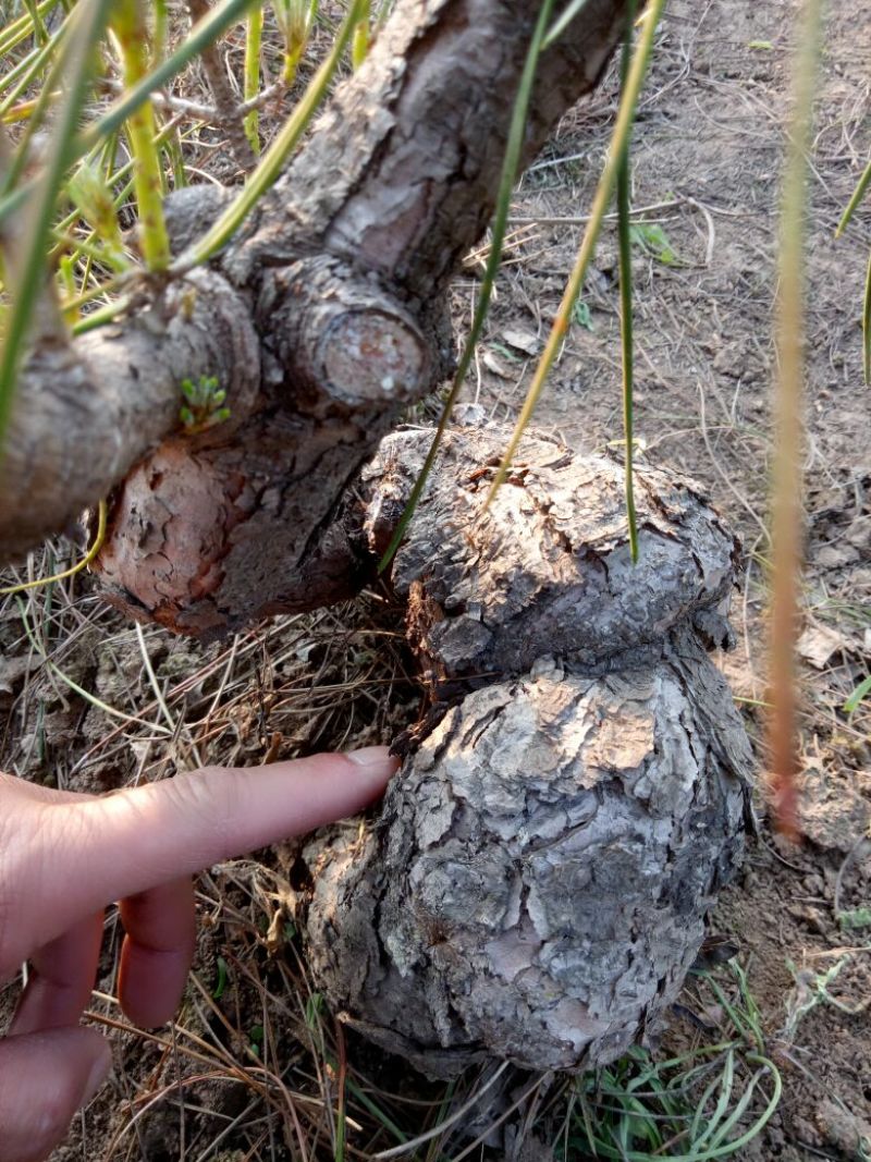 黑松12~14cm6~8cm0.5米以下