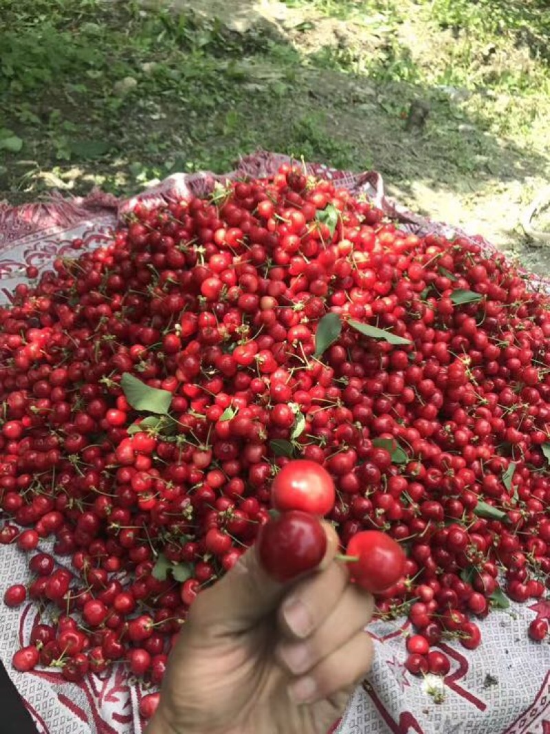 汶川高山大樱桃园，自家种植美早，无公害人工种植