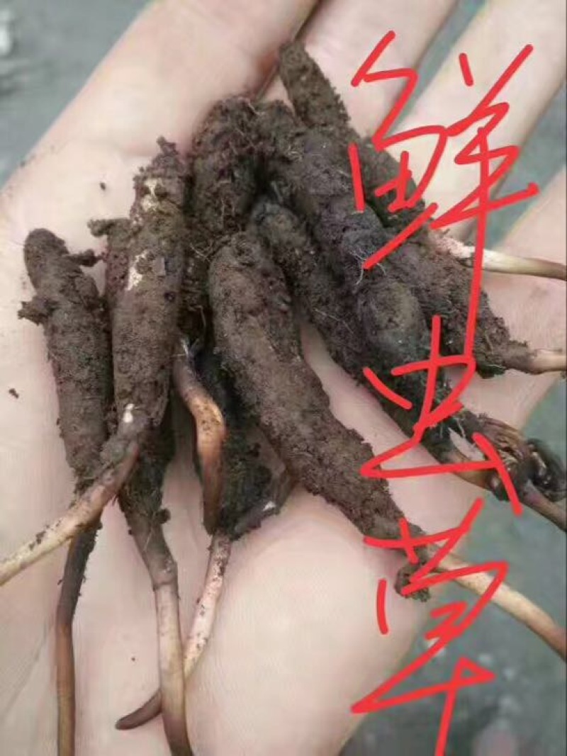 青海那曲冬虫夏草3000好海拔的精品草