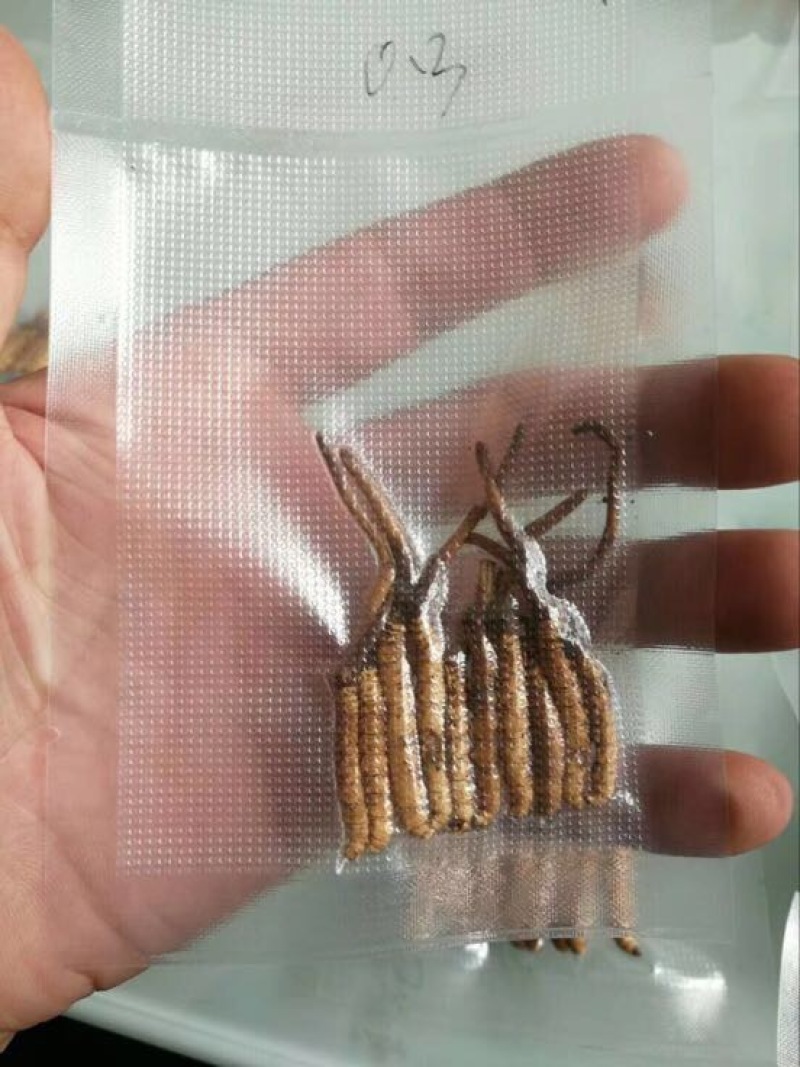 青海那曲冬虫夏草3000好海拔的精品草