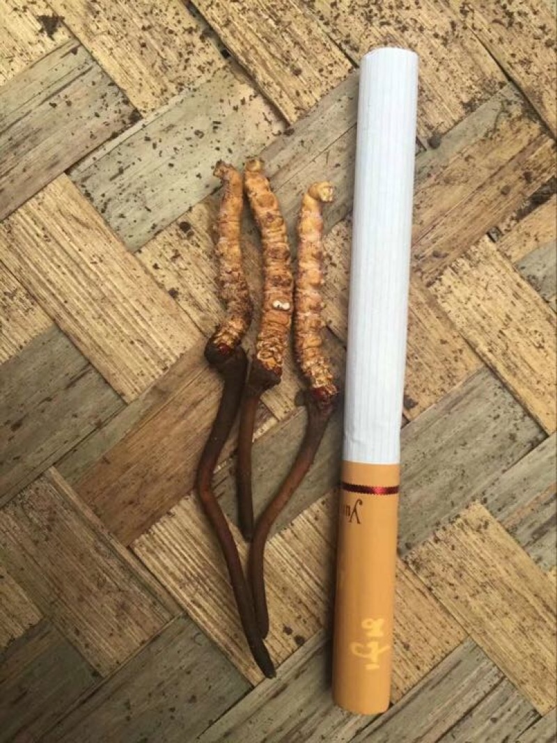 青海那曲冬虫夏草3000好海拔的精品草