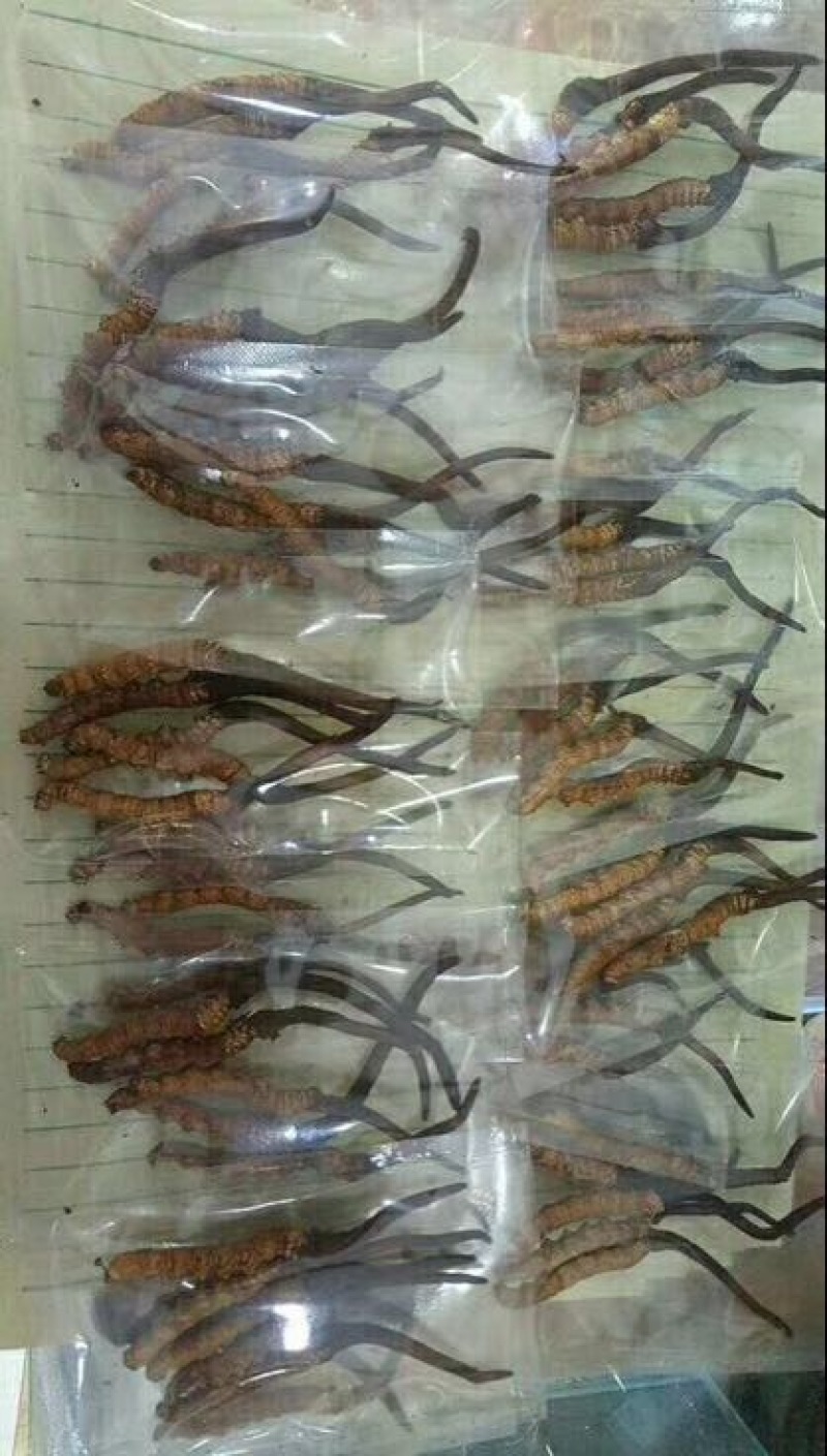 青海那曲冬虫夏草3000好海拔的精品草