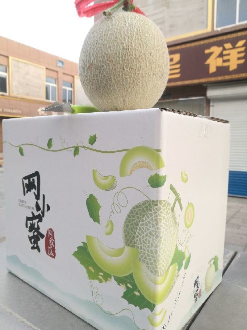 海阳网纹瓜各种规格有货！开春第一瓜，香甜软糯，品质稳定