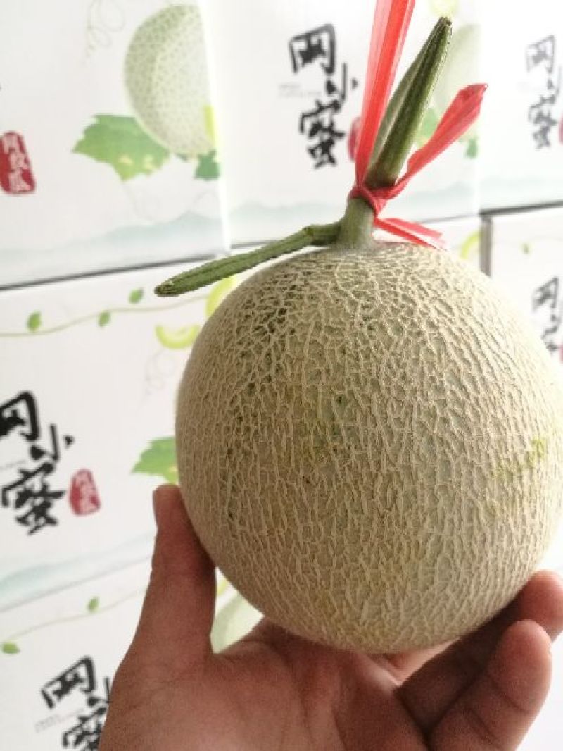 海阳网纹瓜各种规格有货！开春第一瓜，香甜软糯，品质稳定