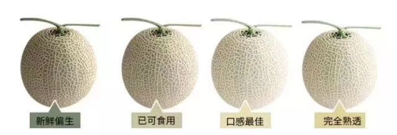 海阳网纹瓜各种规格有货！开春第一瓜，香甜软糯，品质稳定